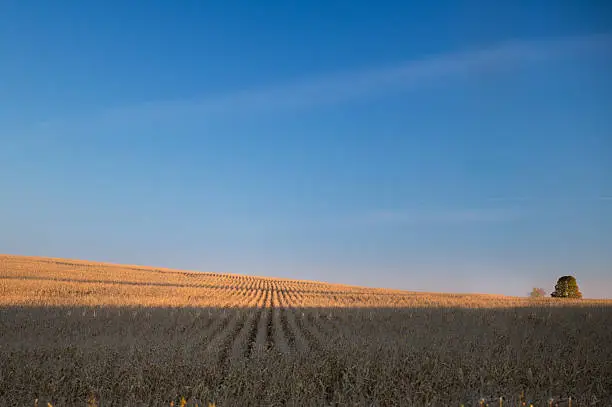 Photo of Farmers Corn Field