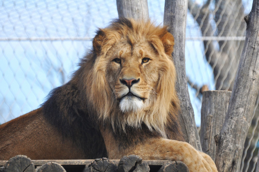 It was a fine day at the zoo, and the lion was moving in the sun.\nThis is a close-up of the head of a lion-feline.