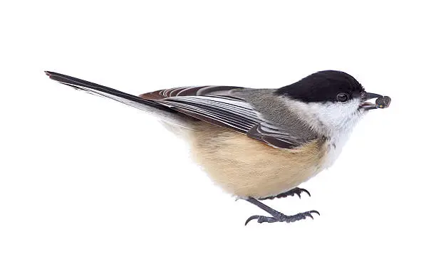 Black-capped chickadee, Poecile atricapilla, with a seed in its beak isolated on white