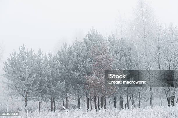 Paesaggio Invernale 36 Mpx - Fotografie stock e altre immagini di Piumone - Piumone, Bianco, Albero