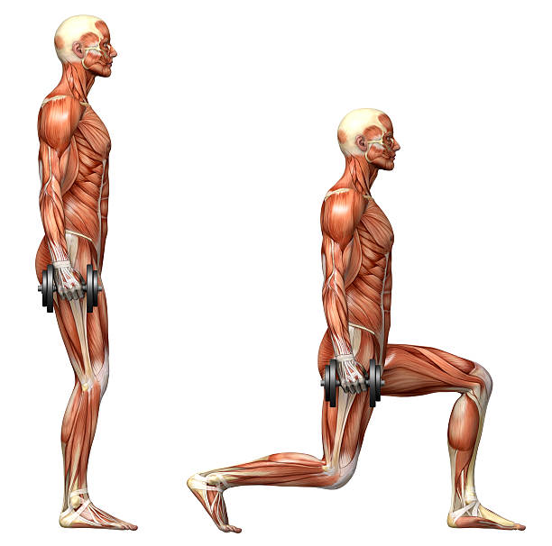 серия упражнений: выпады с гантелями - crouching exercising anatomy human muscle стоковые фото и изображения
