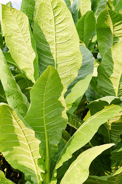 istock Tobacco Plantation 463492041