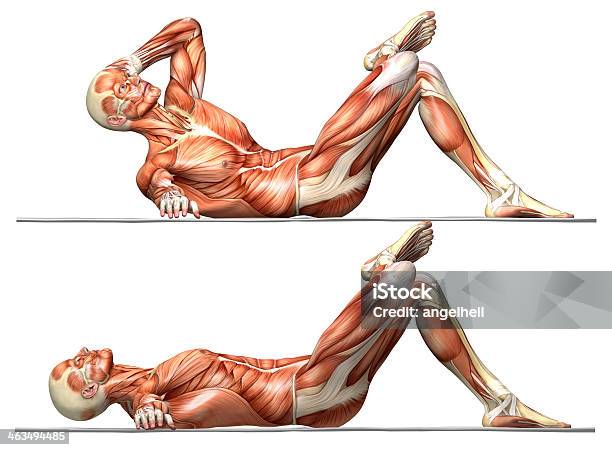시리즈 연습 윗몸일으키기 스트레칭에 대한 스톡 사진 및 기타 이미지 - 스트레칭, 해부학, 건강관리와 의술