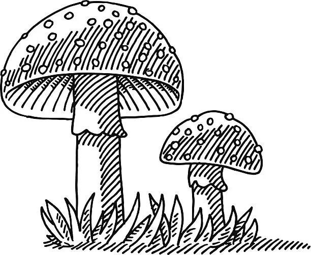 Vector illustration of Fly Agaric Mushroom Drawing