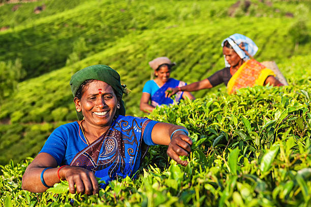 tamil musiker sammeln teeblätter auf plantation, südlichen indien - picking crop harvesting scenics stock-fotos und bilder