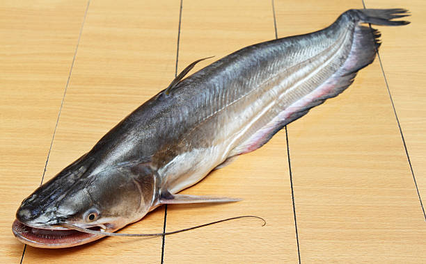 South Asian Boal fish South Asian Boal fish on wooden background sheatfish stock pictures, royalty-free photos & images