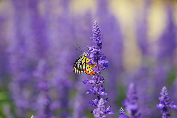 istock Monarch Butterfly on the Lavender in Garden 463499811