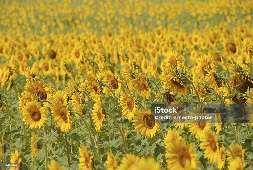 SONNENBLUMENFELD - Foto stock royalty-free di Capolino