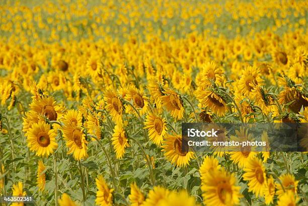 Sonnenblumenfeld - Fotografie stock e altre immagini di Capolino - Capolino, Colore verde, Composizione orizzontale