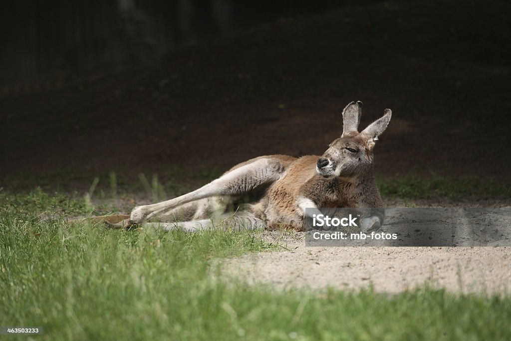 Red kangaroo Animal Stock Photo