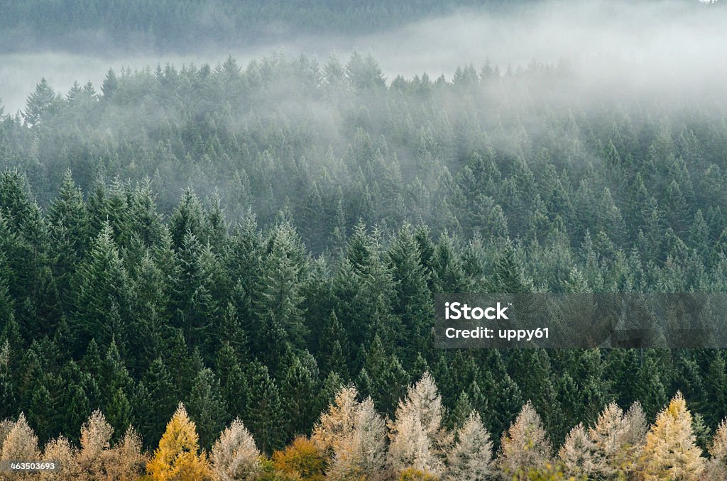 Foggy pines at the Cairngorms National Park begin to dry  Click to view more - Aviemore Stock Photo