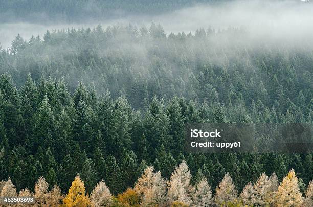 Foggy Pines At The Cairngorms National Park Begin To Dry Stock Photo - Download Image Now