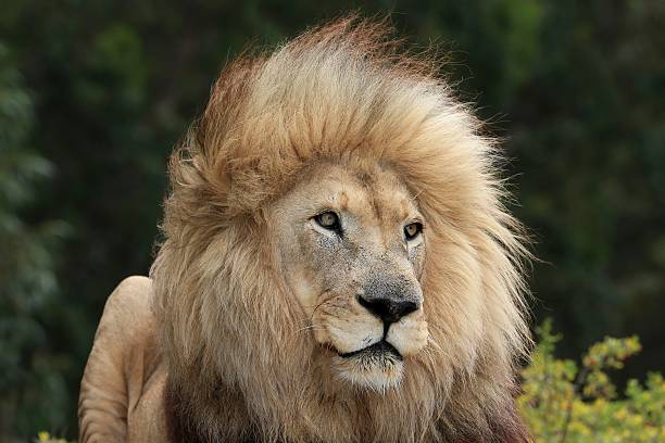 istock Male Lion Portrait 463505565