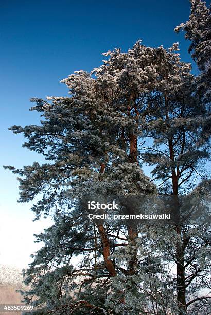 Pine In Winter Stock Photo - Download Image Now - Bay of Water, Blue, December
