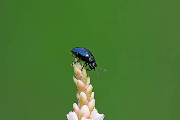 a purple leaf-beetle on the flowers, taken photos in the natural wild state, Luannan County, Hebei Province, China.
