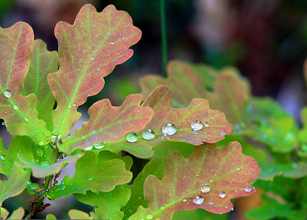 A closeup picture of some oak leaves having caught a few drops of water in a rainfall.