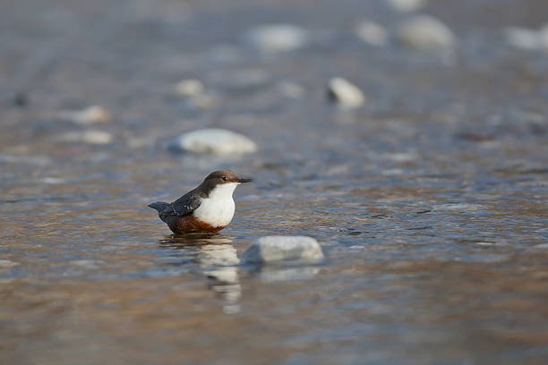 white-throated dipper white-throated dipper in natural habitat cinclidae stock pictures, royalty-free photos & images