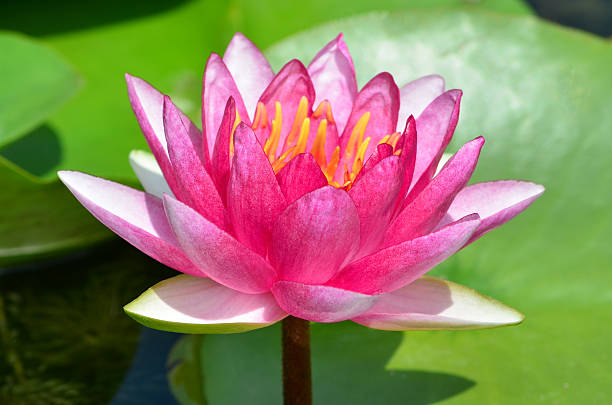 istock Pink Lotus Flower 463510373