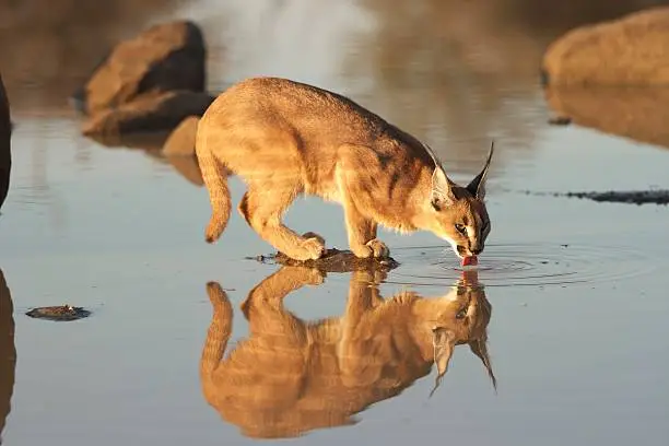Caracal drinking water photographed in Kruger National Park, South Africa