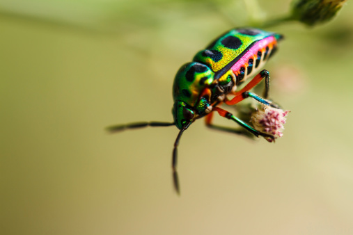 Beautiful beetle on a grass