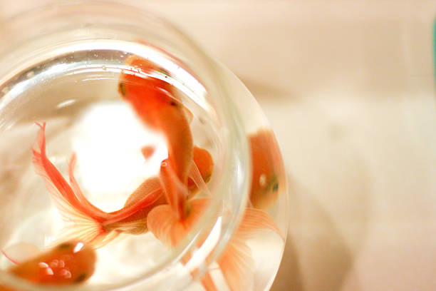 istock Tank of Gold Fish 463514231