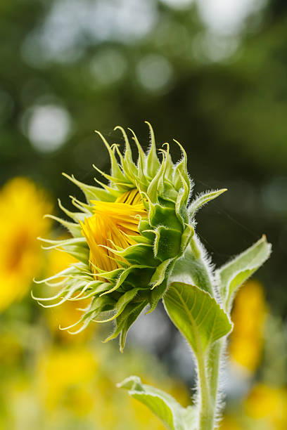 istock Sunflowers in Lopburi, Thailand 463514235