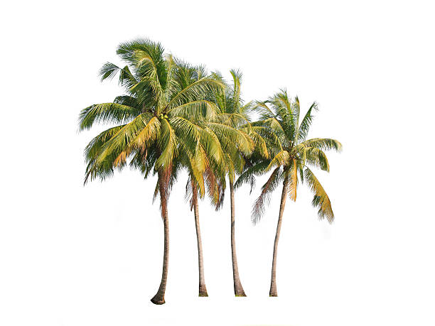 istock Four coconut palm trees isolated on white background 463514485