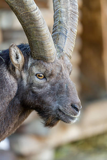 Portrait of an Alpine Ibex Closeup on the head of an Alpine Ibex or Steinbock, showing the horizontal pupils satan goat stock pictures, royalty-free photos & images