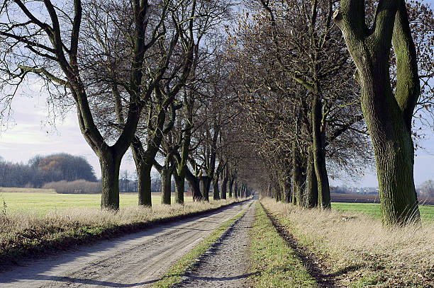 istock Paved alley with trees in autumn 463515633