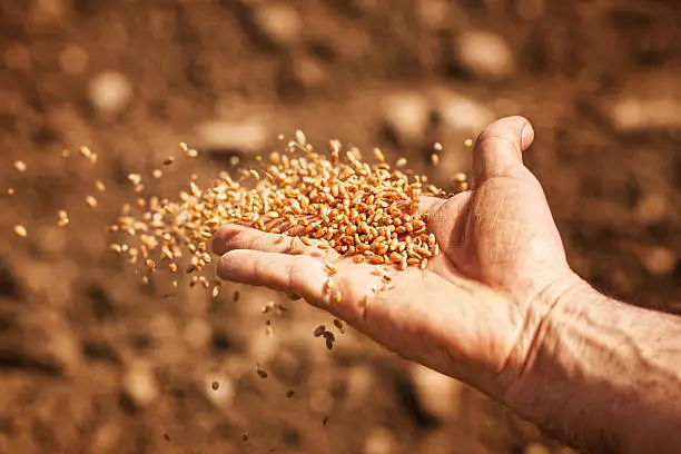 sower's hand with wheat seeds throwing to field