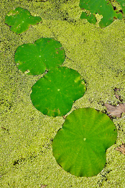 Lotus leaf align cover on the pond surface at Thailand
