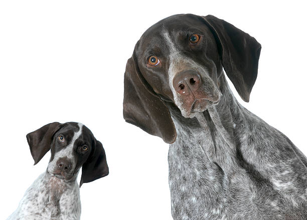 istock adult and puppy 463529159