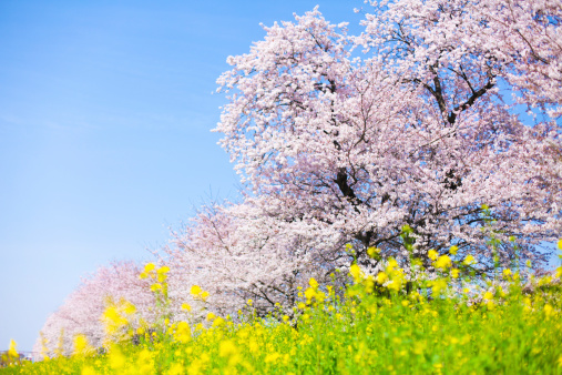 Japan April cherry blossoms in full bloom