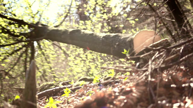 HD: Logger Pushing Down A Tree