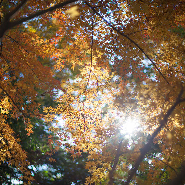 istock Yellow autumn leaves with backlight 463536843