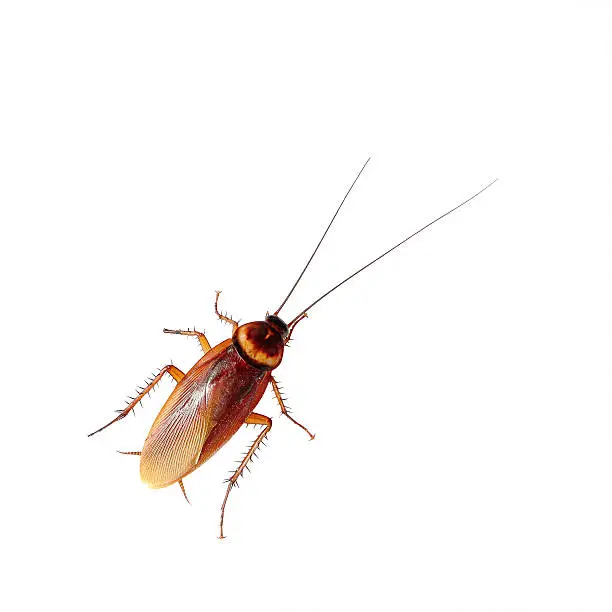 Photo of Cockroach isolated over white background