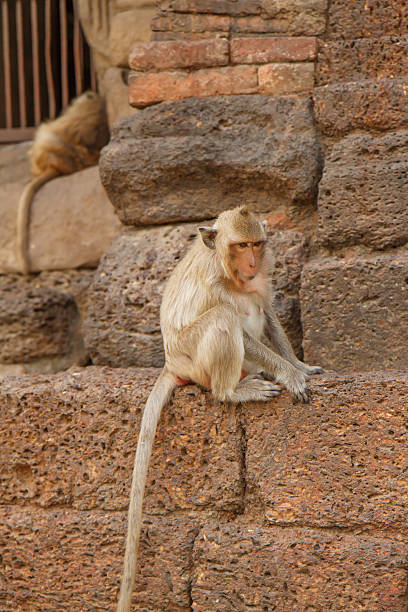 istock Monkeys at Prang Sam Yot temple in Lopburi 463537475