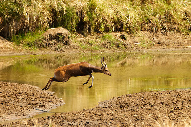 Bushbuck Jumping Bushbuck jumping across the river in Kruger Park, South Africa bushbuck stock pictures, royalty-free photos & images