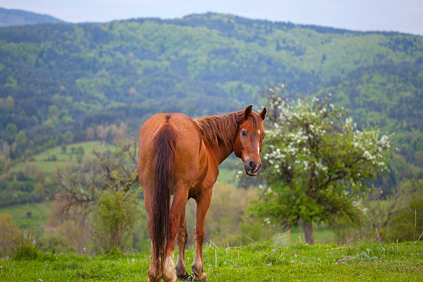 istock Horse in the meadow. 463538701