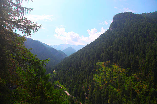 istock Forest trees in Slovakia Tatra Mountains 463539915