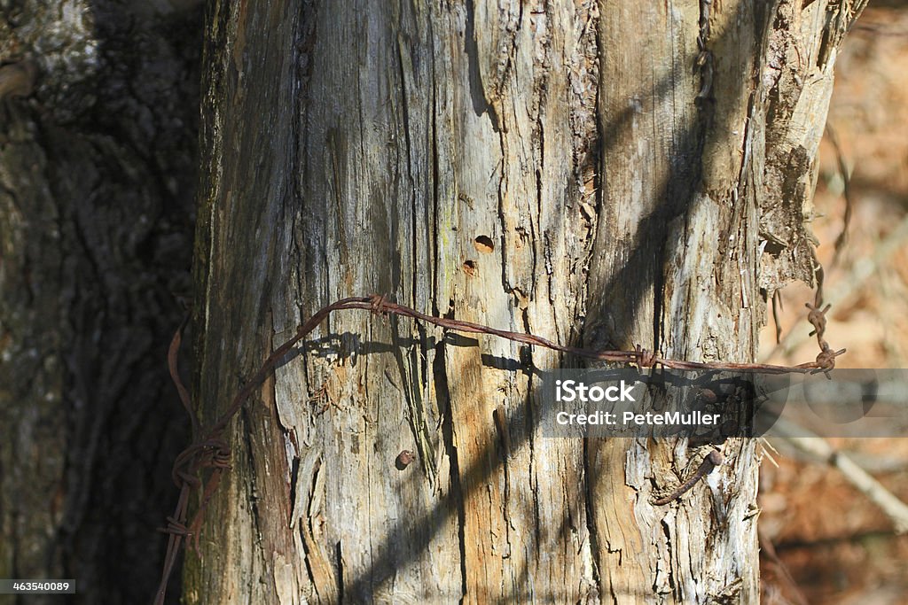 Old Maillage 2 - Photo de Arbre libre de droits