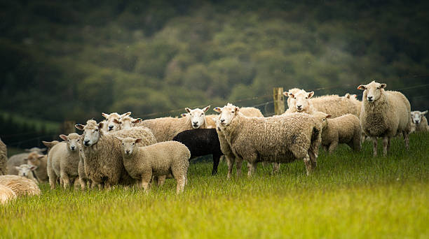 istock Sheeps in New Zealand 463540235