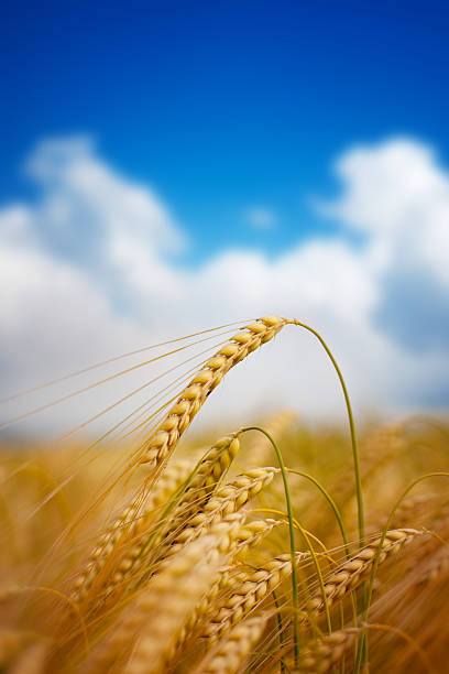 istock ripe wheat close up against blue sky 463540925