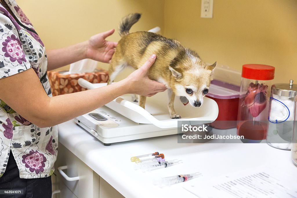 Veterinário é assistente pesa pequeno cão em uma escala - Foto de stock de Balança royalty-free
