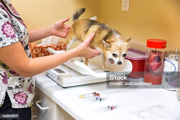 Foto de Veterinário É Assistente Pesa Pequeno Cão Em Uma Escala e mais fotos de stock de Balança