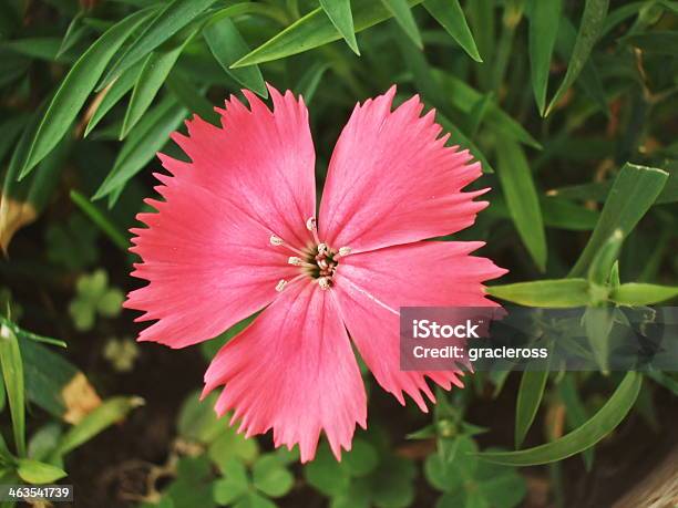 Dianthus Deltoides Stock Photo - Download Image Now - Carnation - Flower, Close-up, Deltoid
