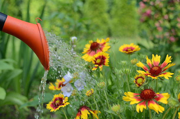 istock Watering flowers in the garden 463547983