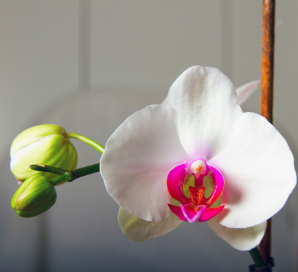 A white orchid over a white background