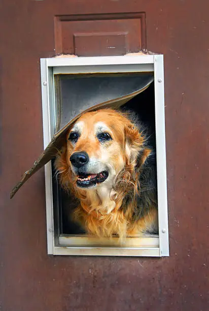 Aging dog peeks out of his run down home. Pet flap allows complete an easy peek at the world.  Door need painting.