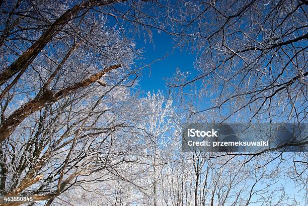 Birch In Winter Suwalki Stock Photo - Download Image Now - Bay of Water, Blue, December